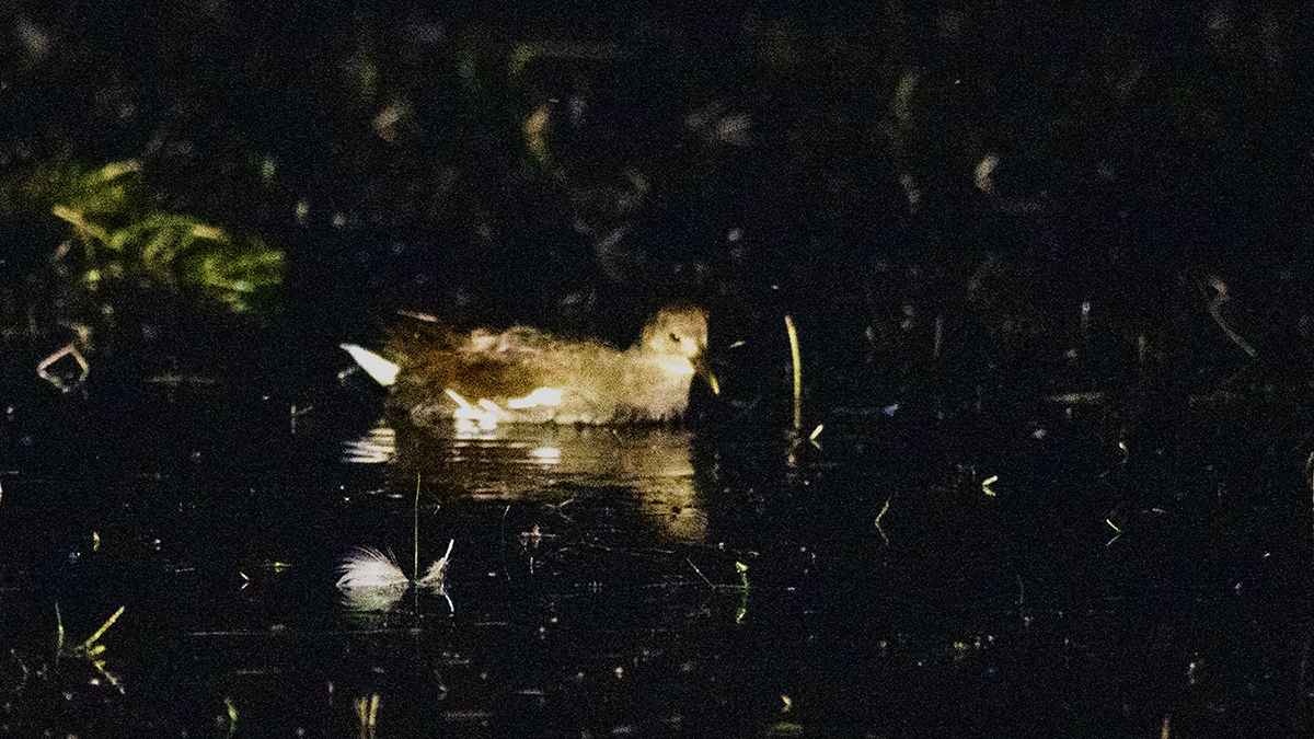 Baillon's Crake